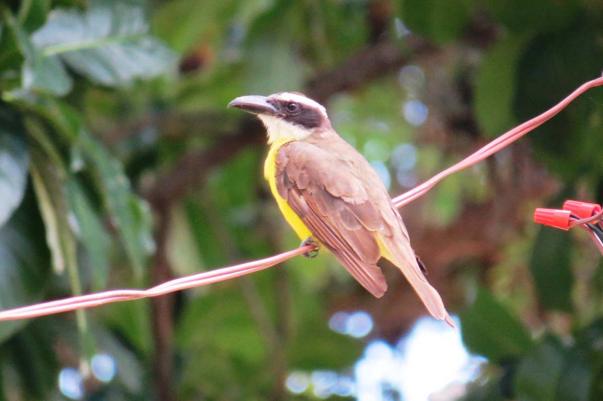 Пітанга-великодзьоб - ML646532384
