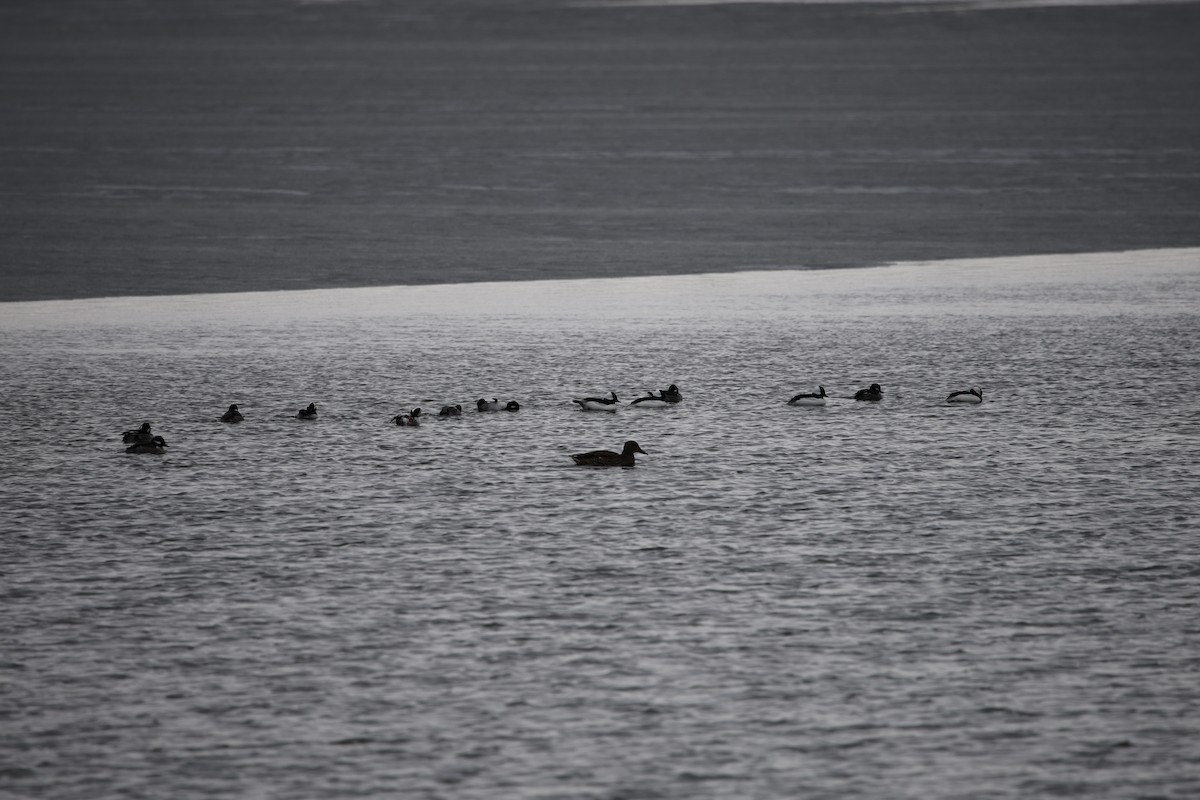 stokkand - ML646532387