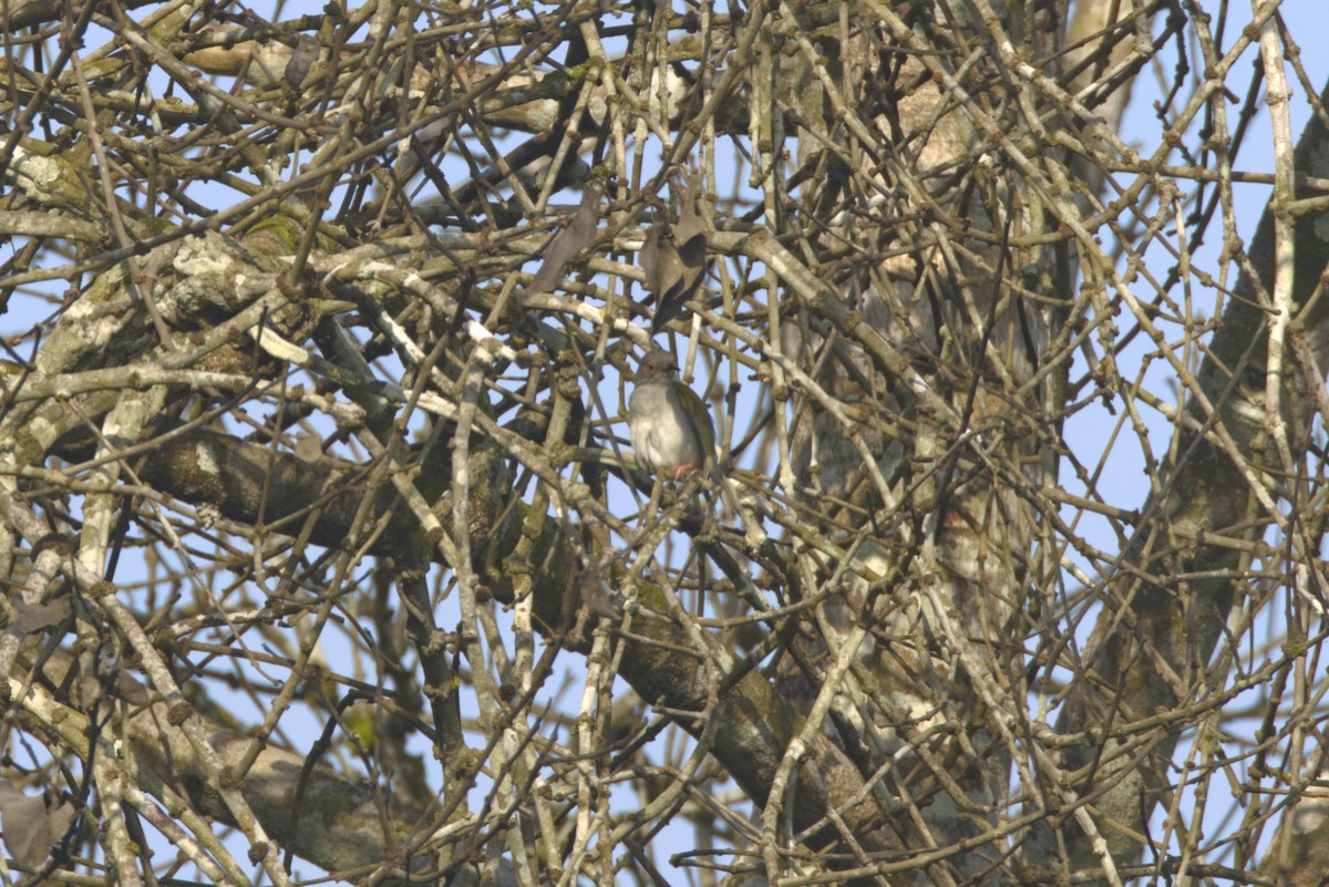 Широкохвостая терновница [группа brevicaudata] - ML646532389