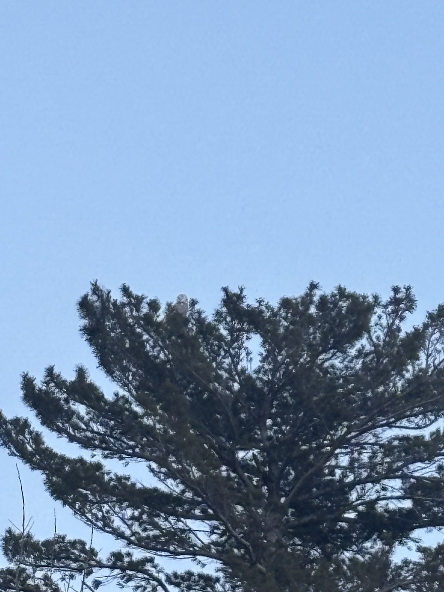 Snowy Owl - ML646532395