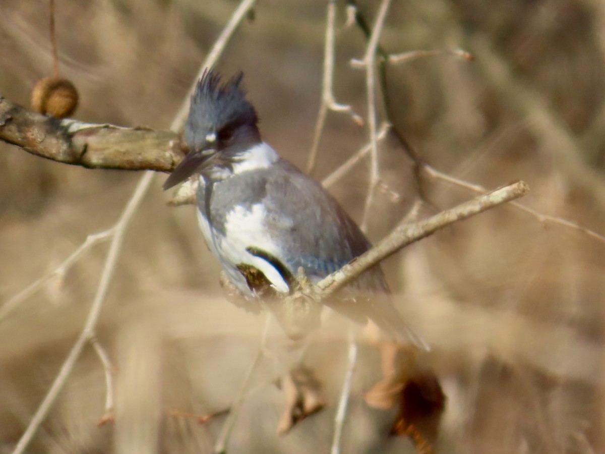 Belted Kingfisher - ML646532396