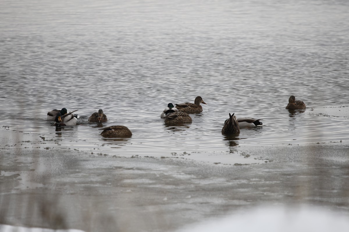 stokkand - ML646532397