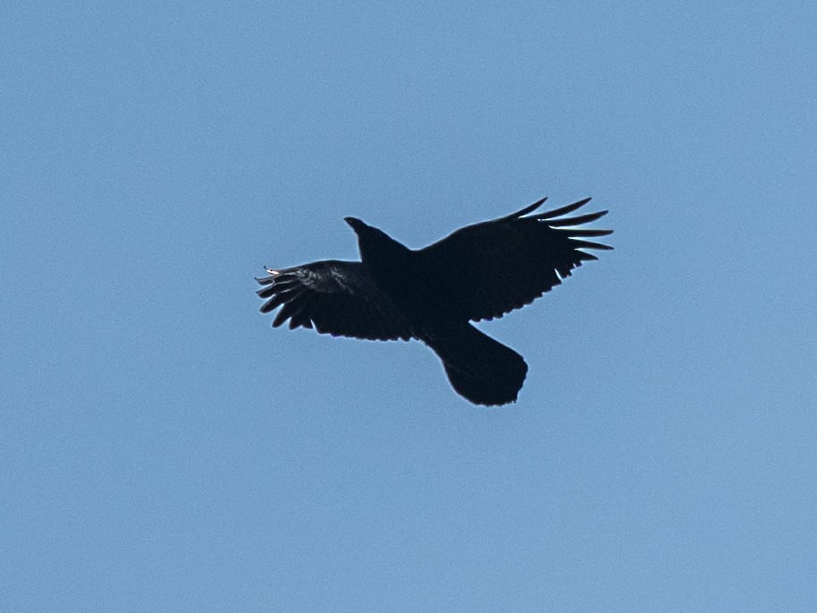 crow sp. - ML646532399