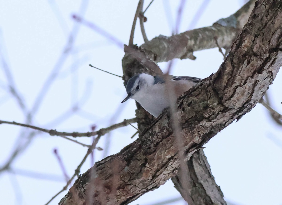 Sittelle à poitrine blanche - ML646532412