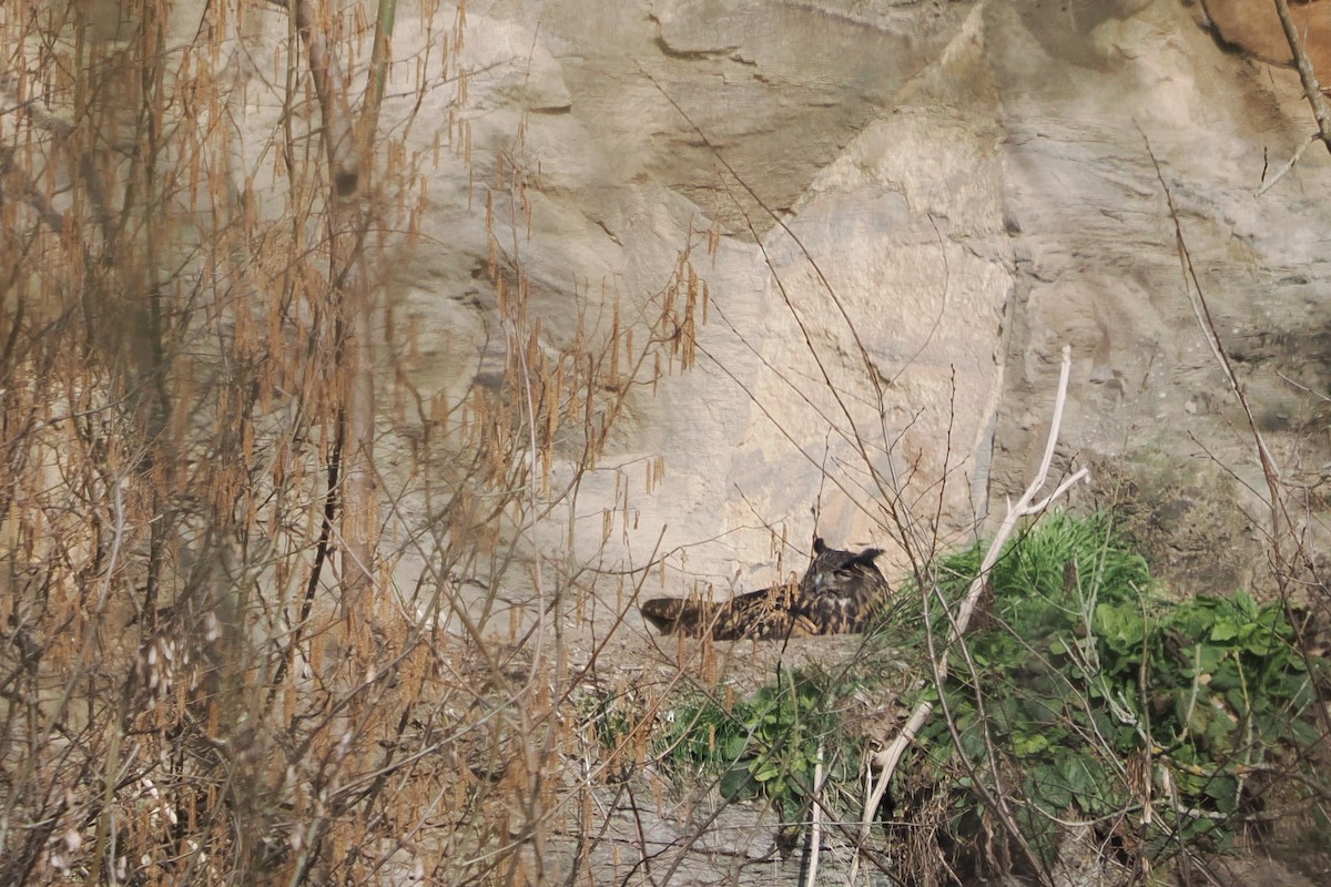 Eurasian Eagle-Owl - ML646532424