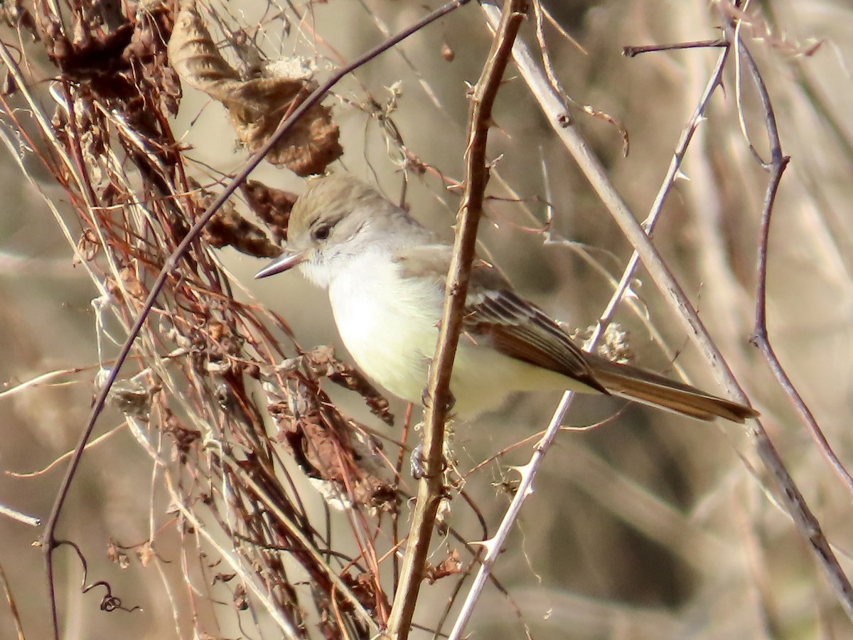 Ash-throated Flycatcher - ML646532426