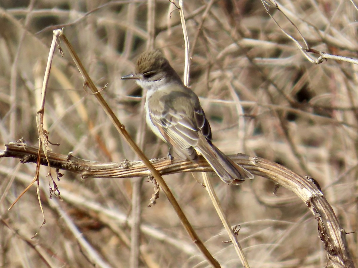 Ash-throated Flycatcher - ML646532427