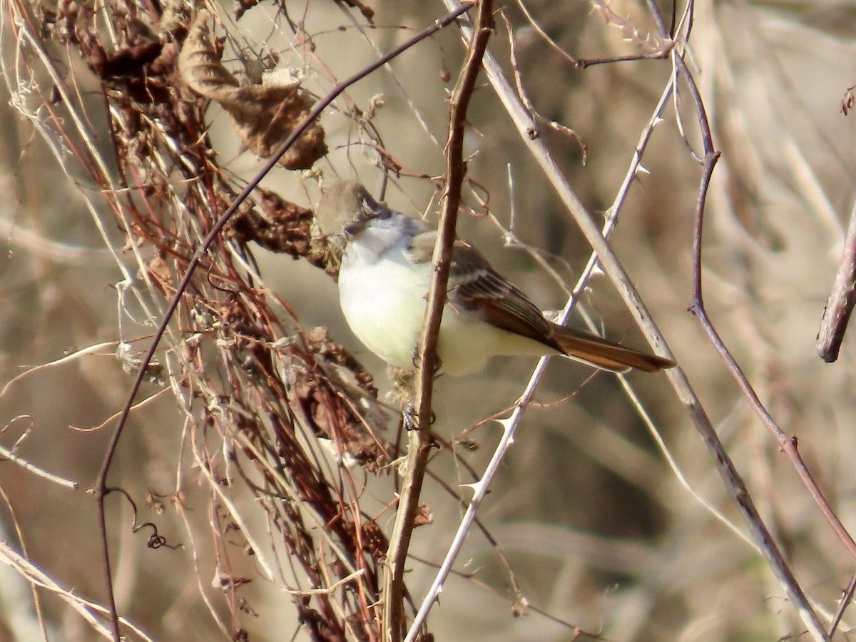 Ash-throated Flycatcher - ML646532428