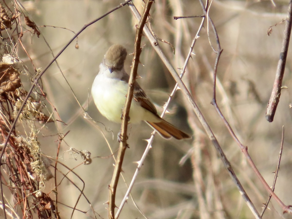 Ash-throated Flycatcher - ML646532429