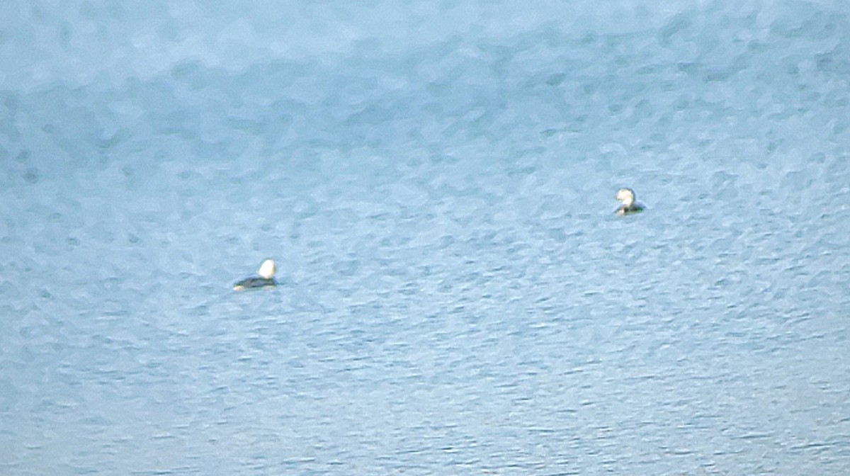 hoholka lední - ML646532432