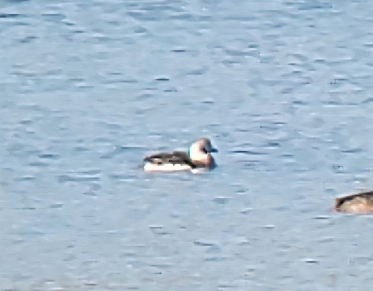 hoholka lední - ML646532433