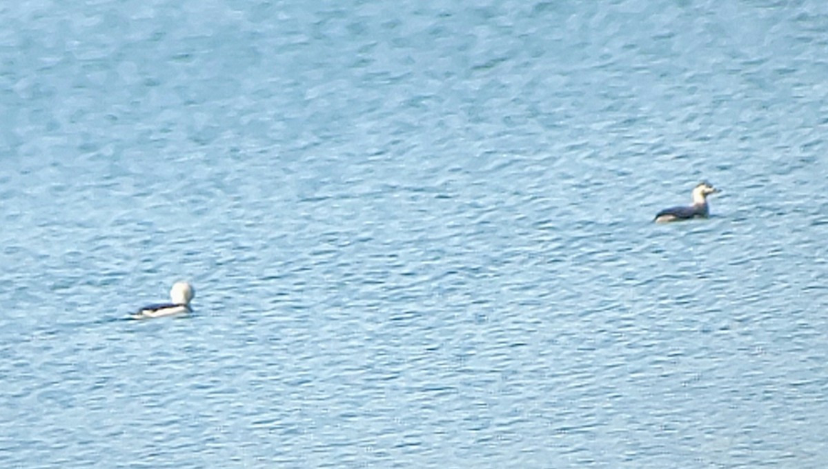 hoholka lední - ML646532434