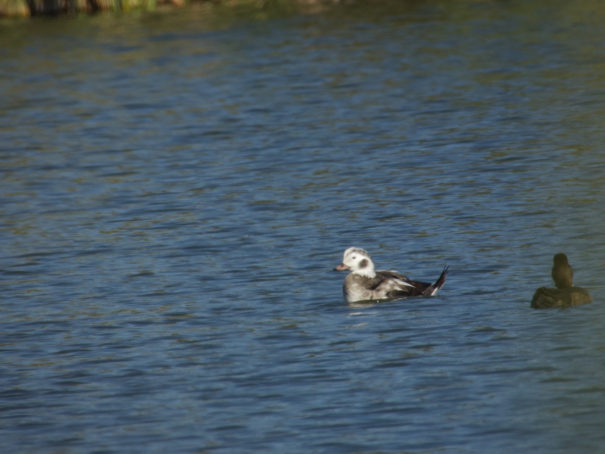 Harelde kakawi - ML646532435