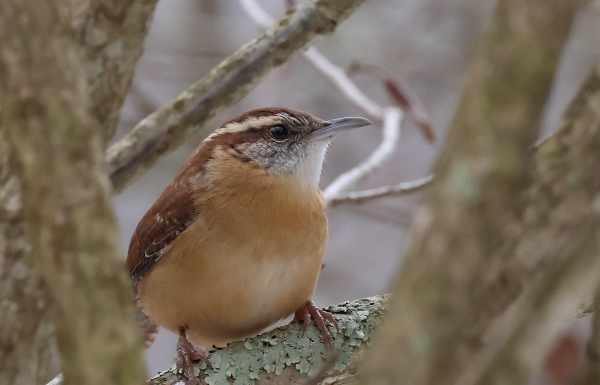 Troglodyte de Caroline - ML646532462