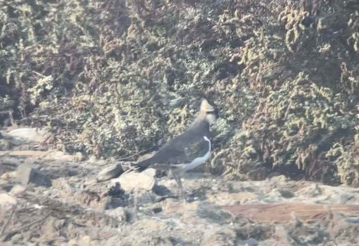 Northern Lapwing - ML646532463