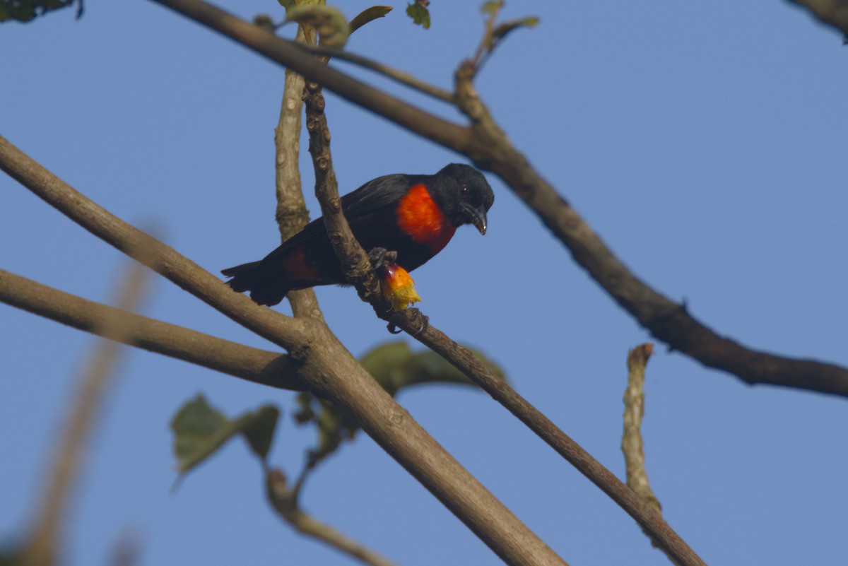 Чёрно-красный малимб - ML646532470