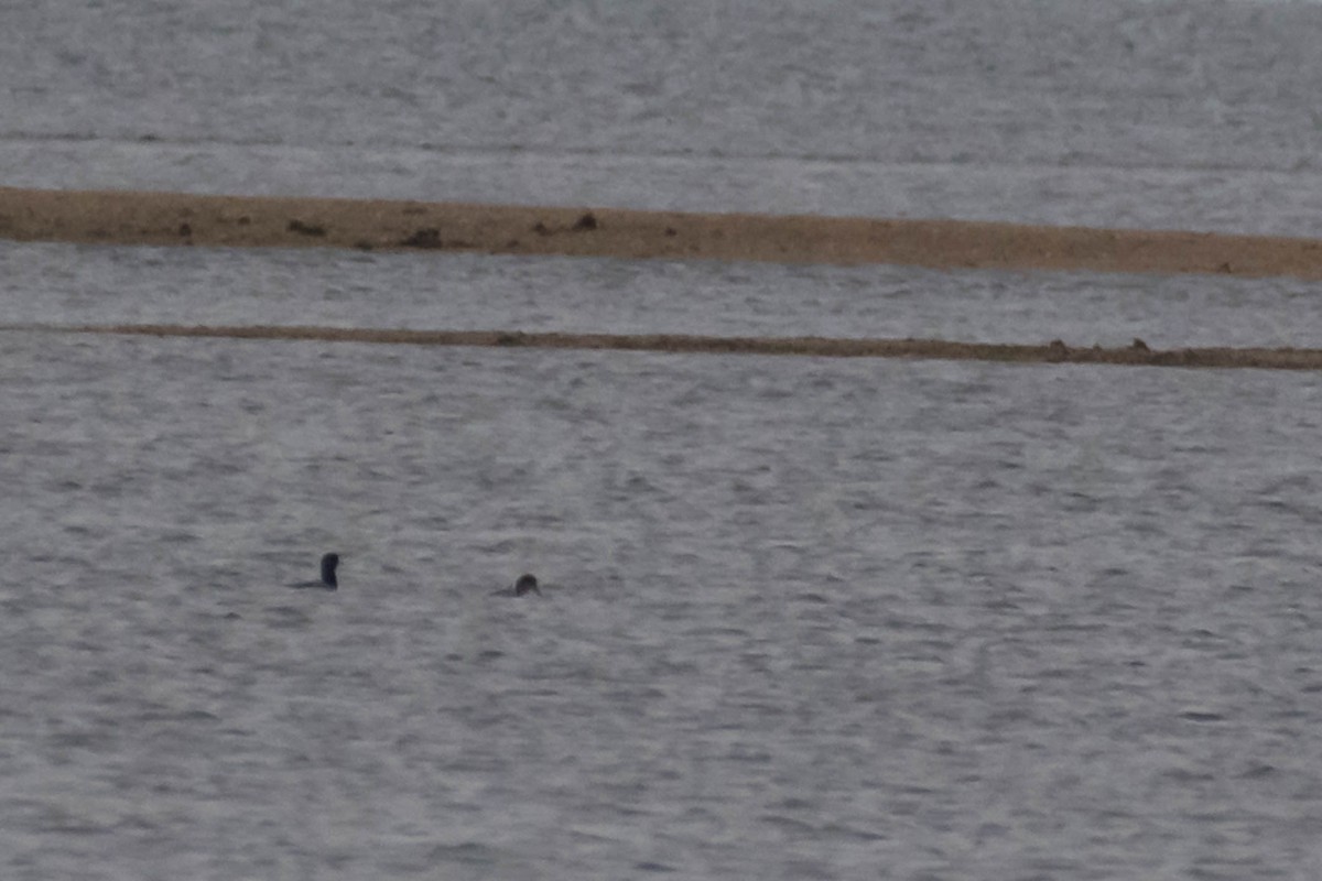 צולל בינוני - ML646532471