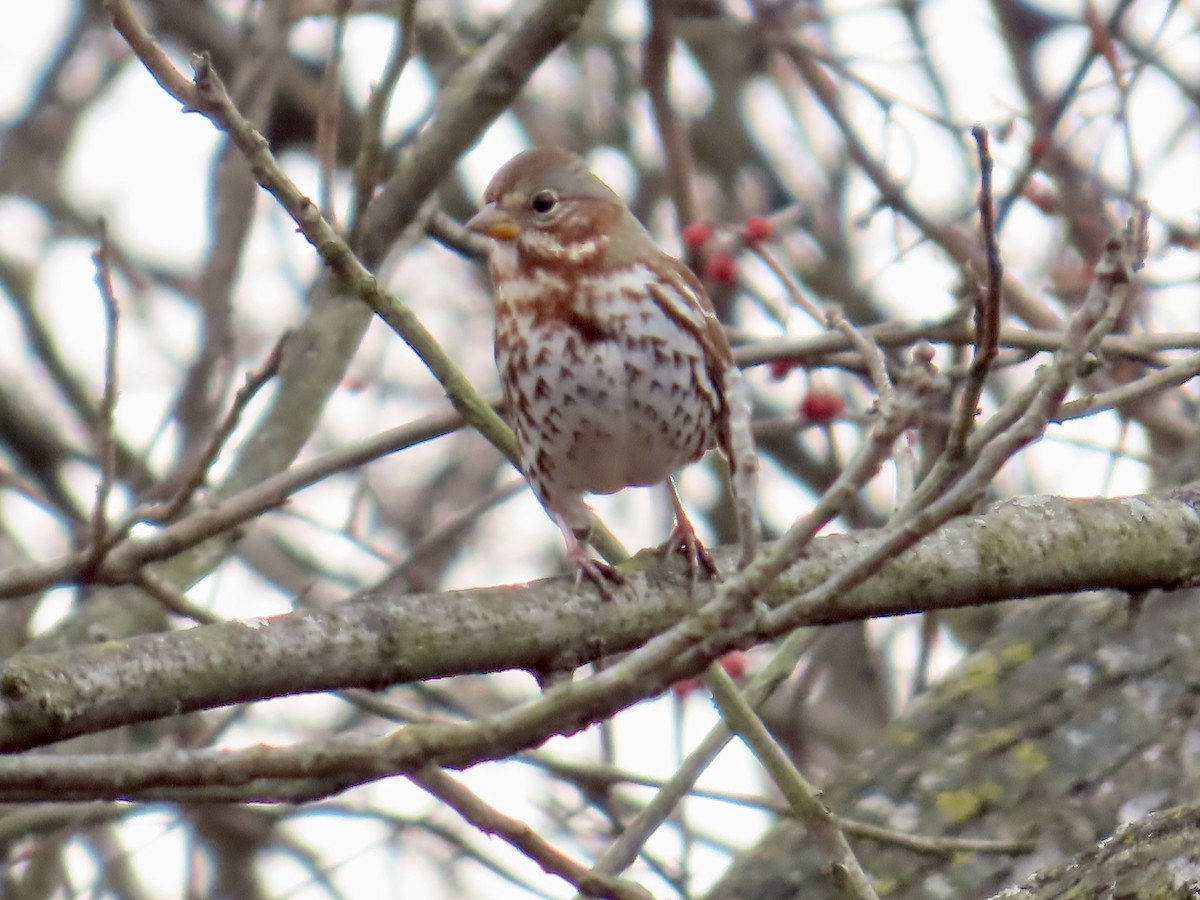 Fox Sparrow - ML646532472