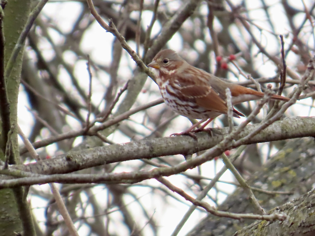 Fox Sparrow - ML646532473