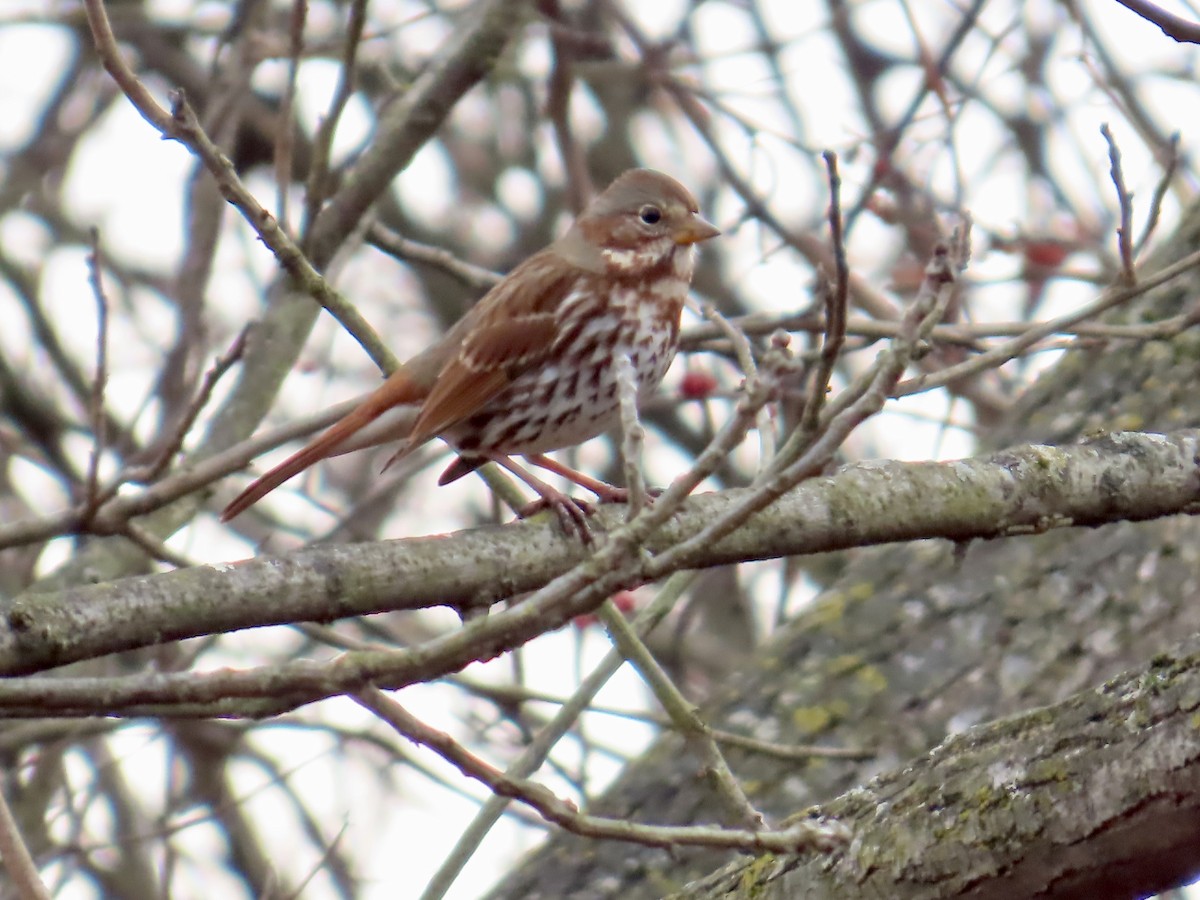 Fox Sparrow - ML646532474