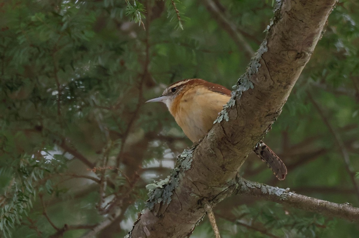 Troglodyte de Caroline - ML646532476