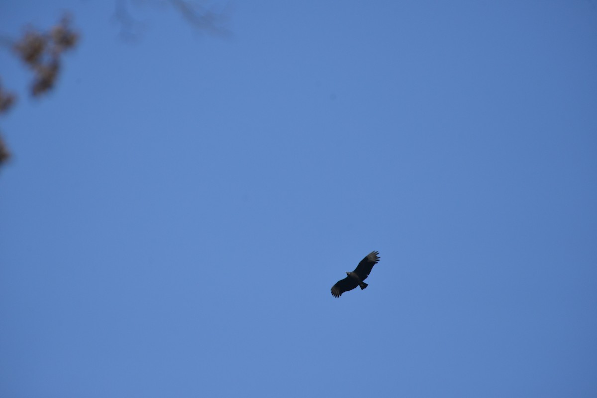 Rabengeier - ML646532477