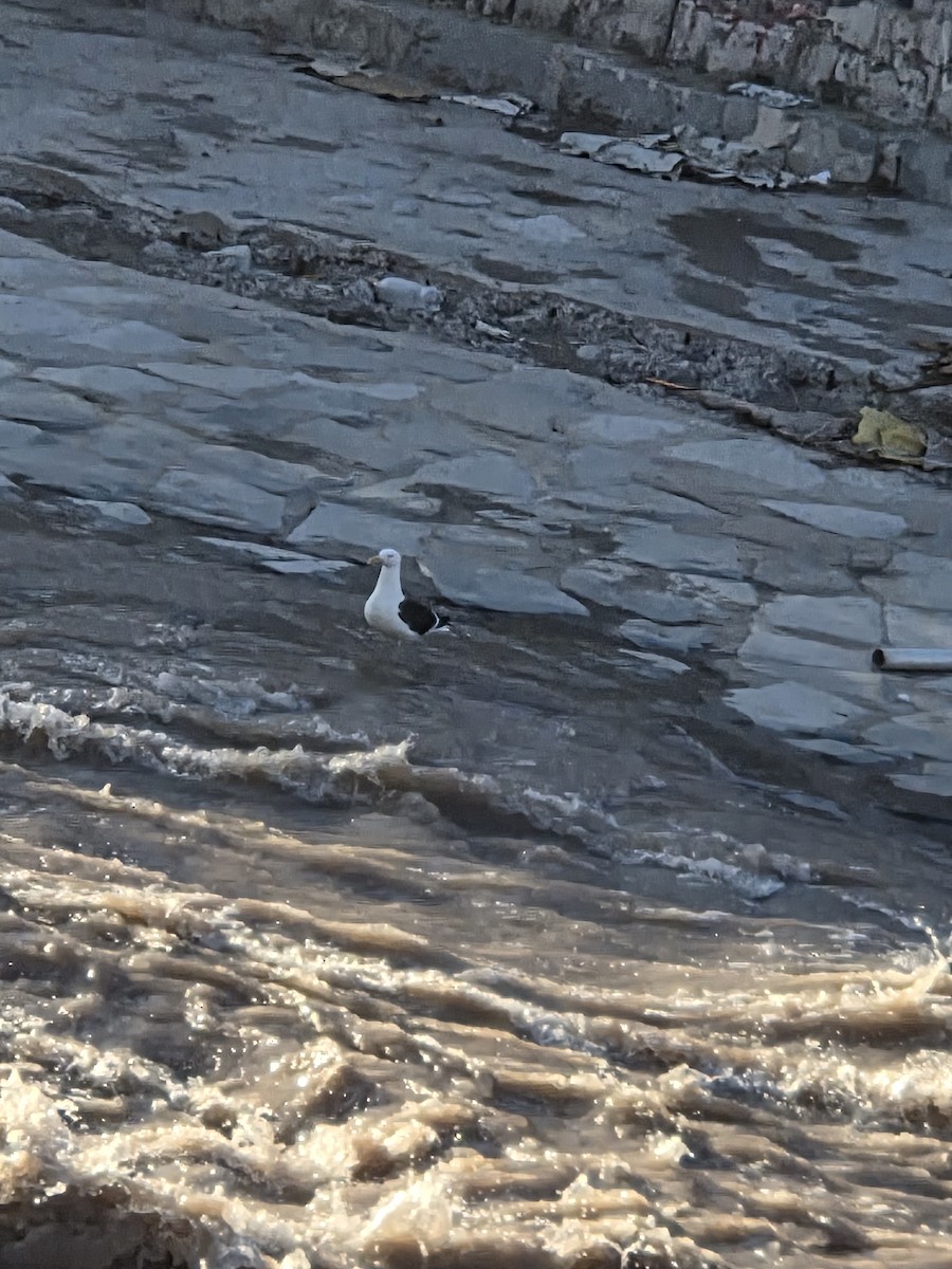 שחף דרומי - ML646532479