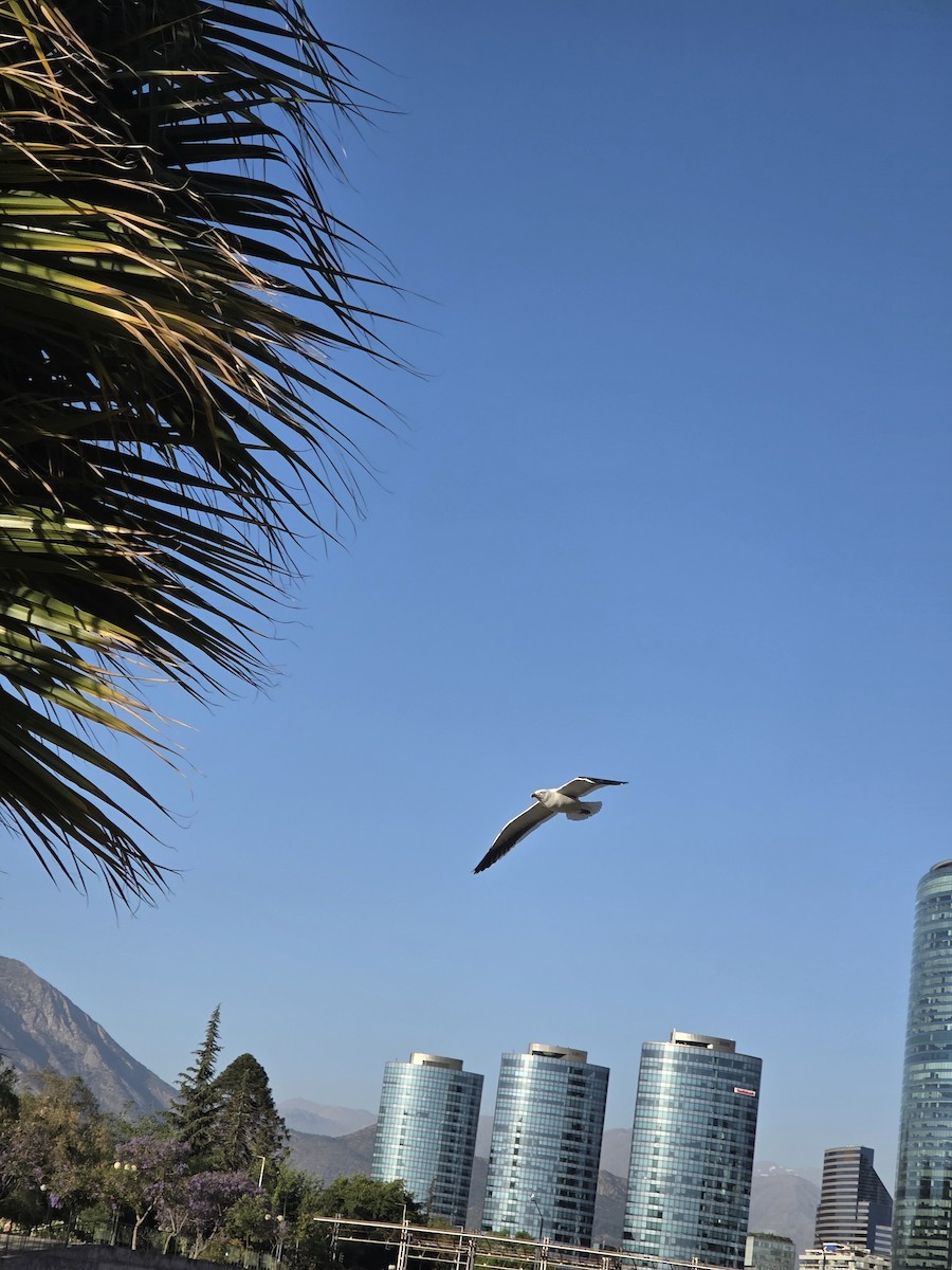 שחף דרומי - ML646532480