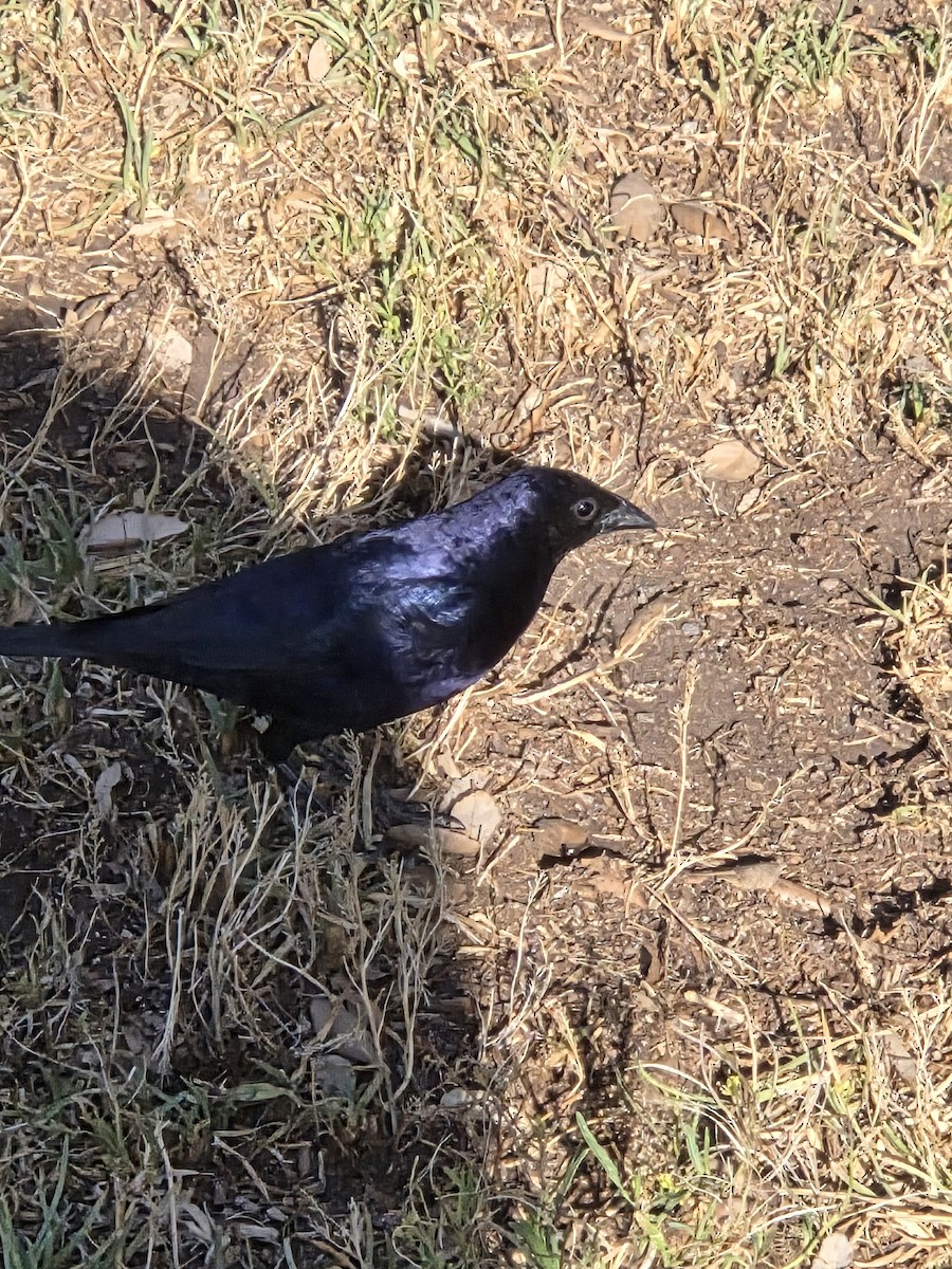 Austral Blackbird - ML646532482