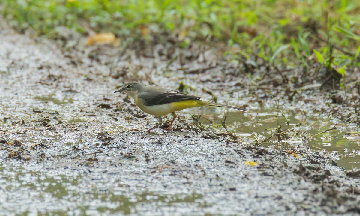 キセキレイ - ML646532483