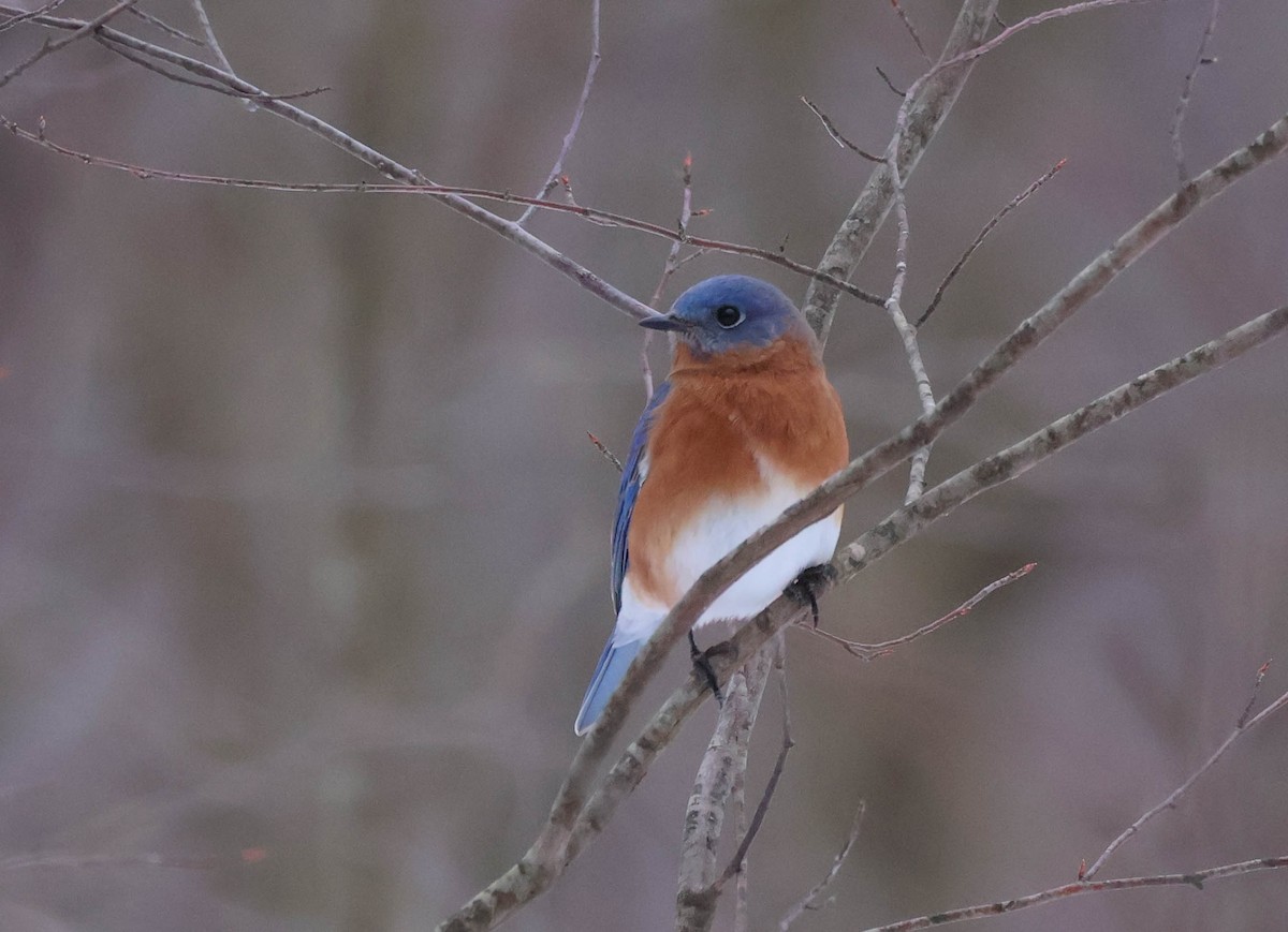 Merlebleu de l'Est - ML646532493