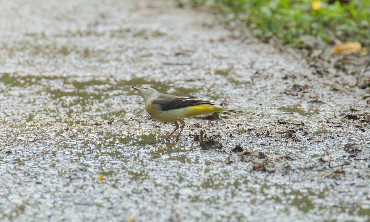 キセキレイ - ML646532506