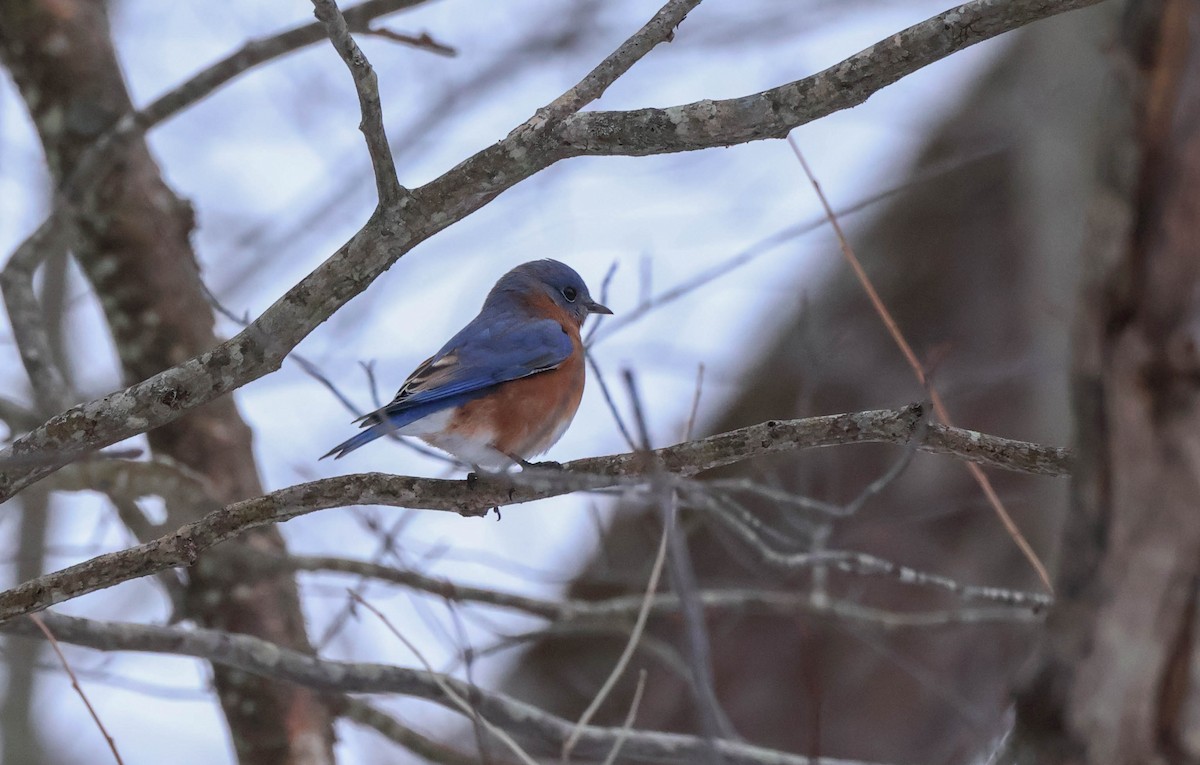 Merlebleu de l'Est - ML646532508