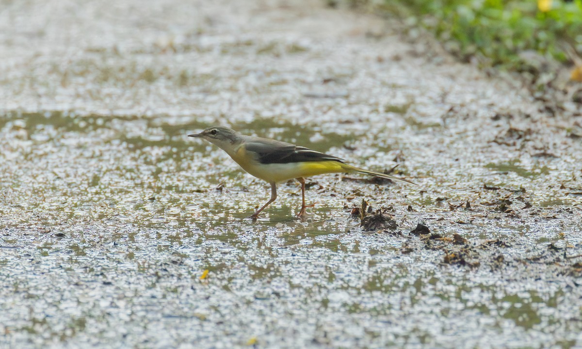 キセキレイ - ML646532510