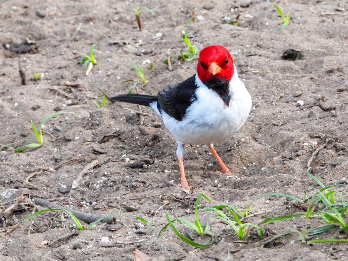 Paroare à bec jaune - ML646532511