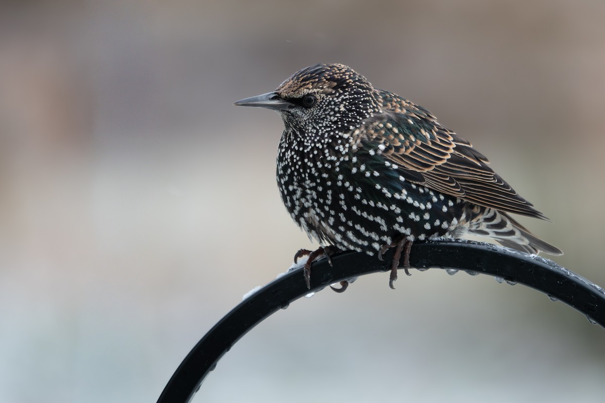 Étourneau sansonnet - ML646532512