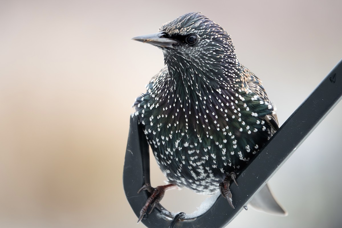 Étourneau sansonnet - ML646532513