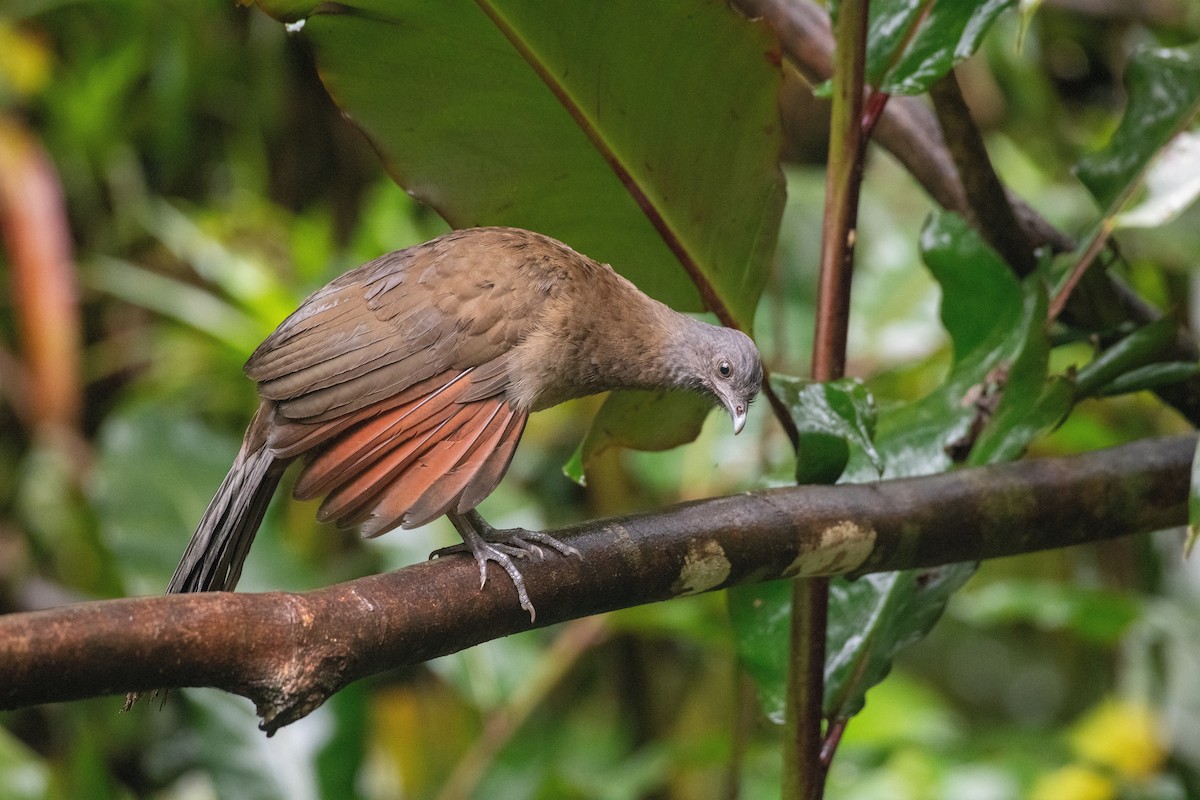Gray-headed Chachalaca - ML646532514