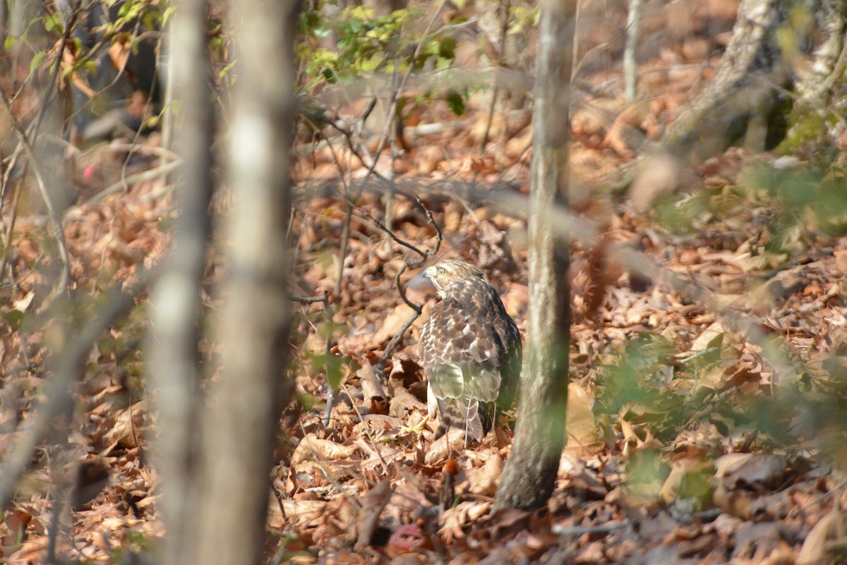 Rotschulterbussard - ML646532515