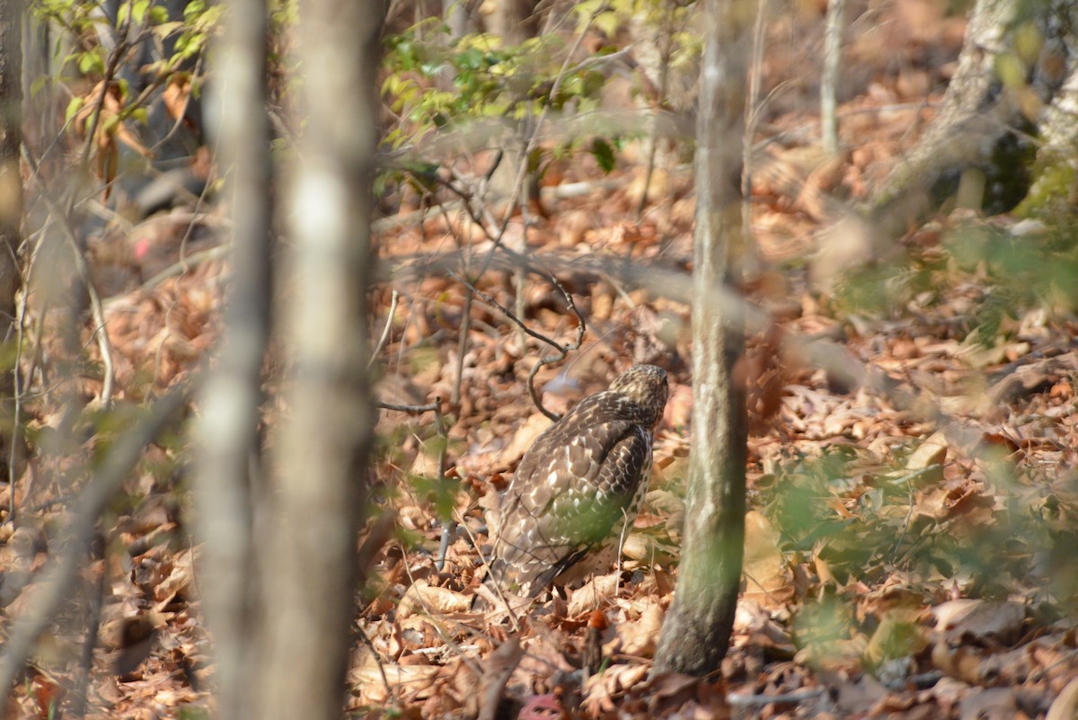 Rotschulterbussard - ML646532516