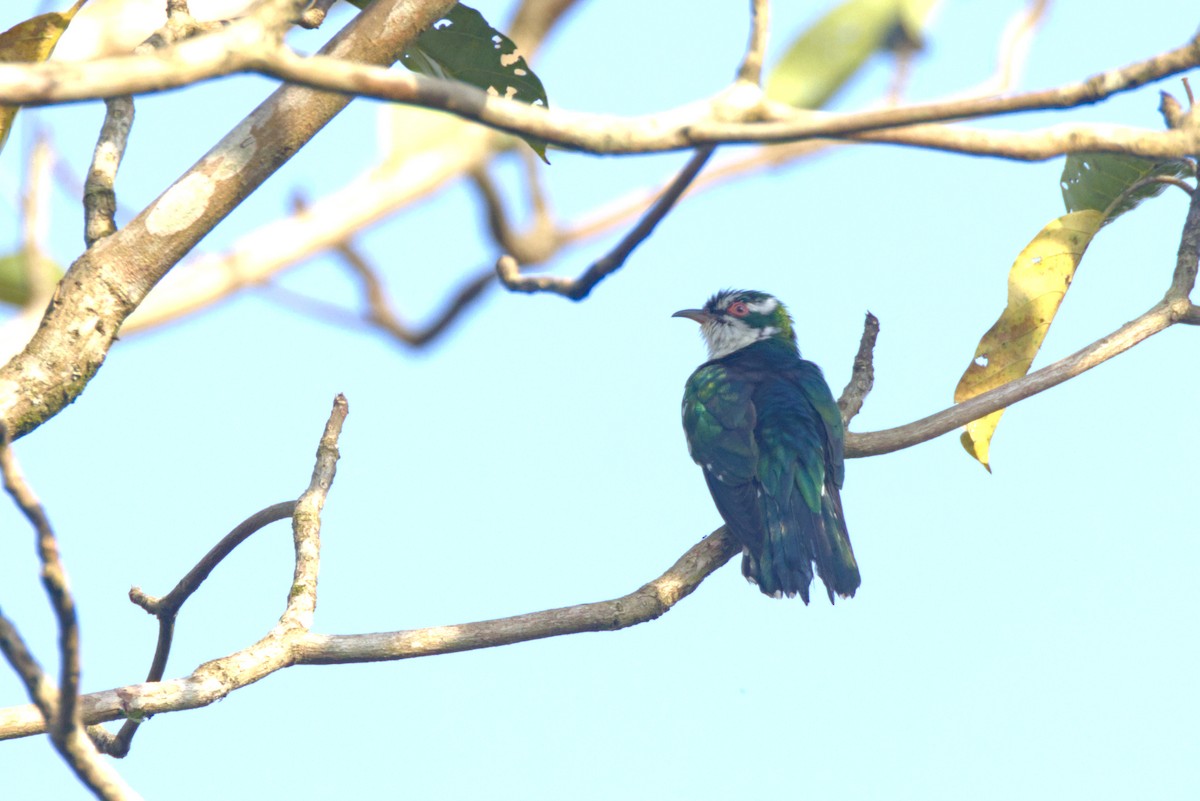 Пегая кукушка - ML646532517