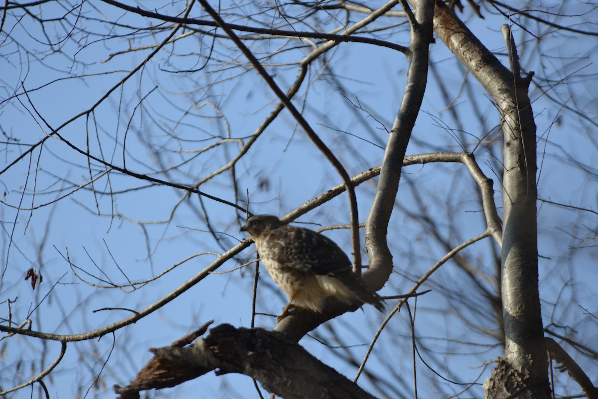 Rotschulterbussard - ML646532518