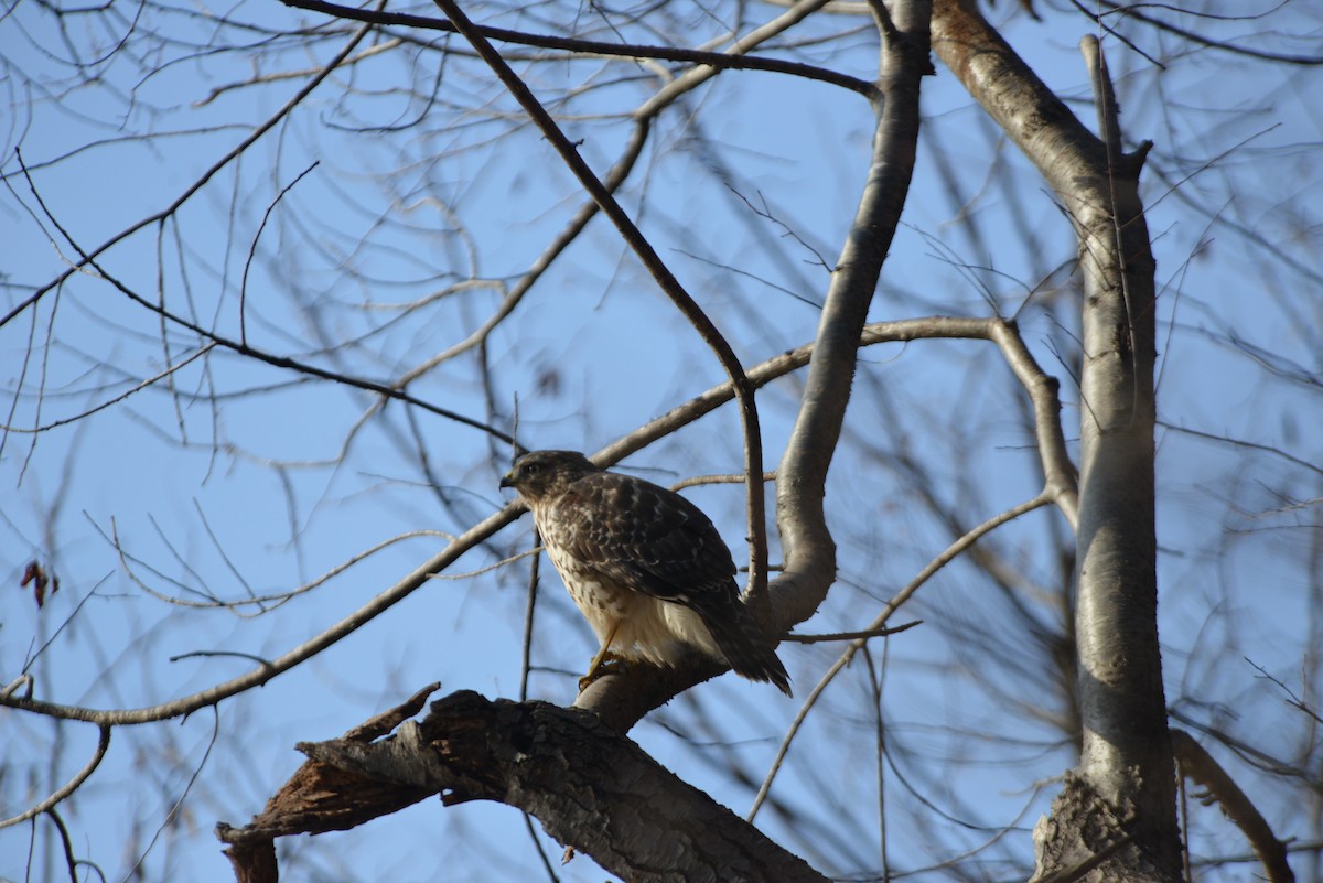 Rotschulterbussard - ML646532519