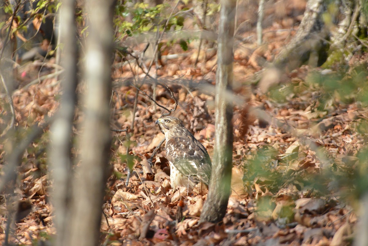 Rotschulterbussard - ML646532520