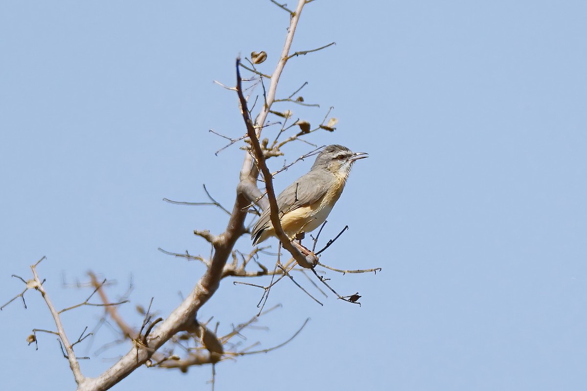 Northern Crombec - ML646532535