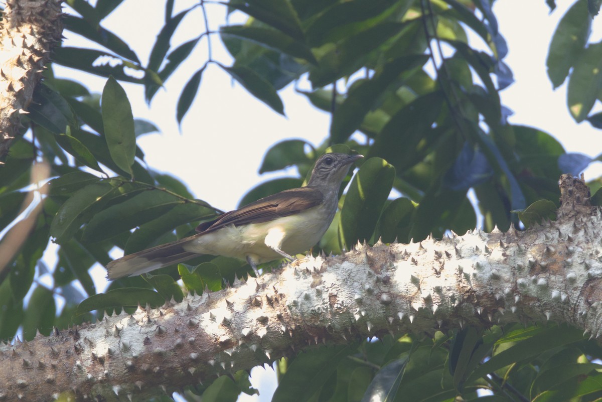 Пальмовый бюльбюль - ML646532552