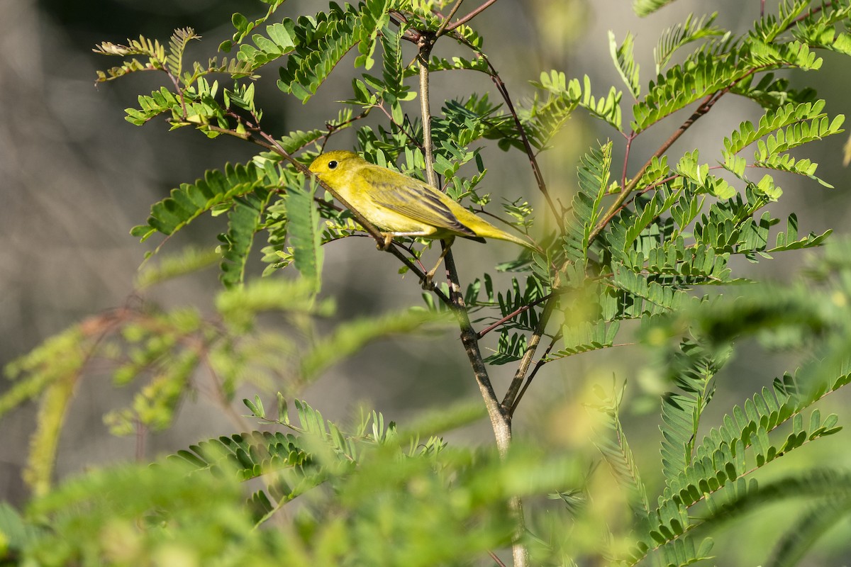 Northern Yellow Warbler - ML646532556