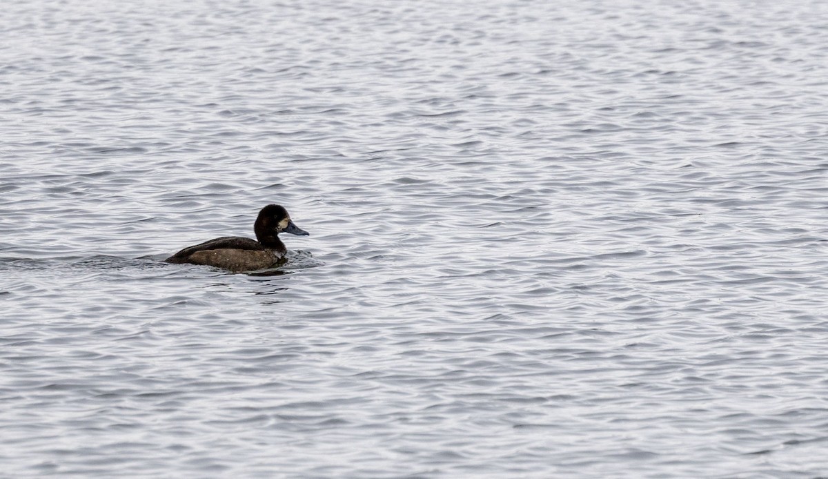 purpurhodeand - ML646532557