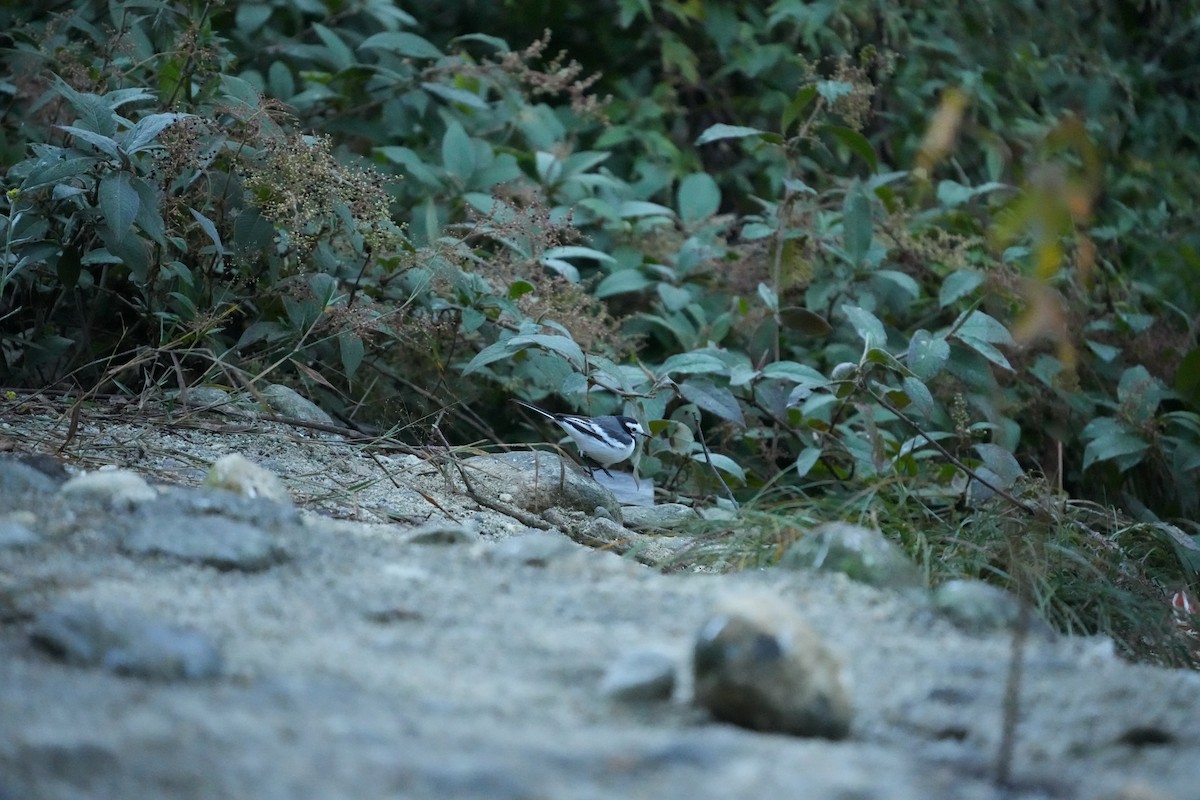 白鶺鴒 - ML646532558