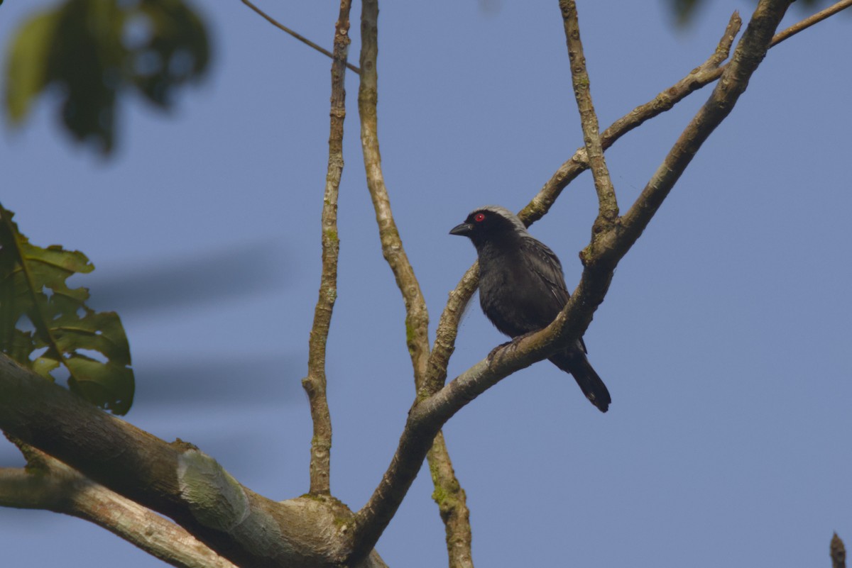 Сероспинная нигрита - ML646532560